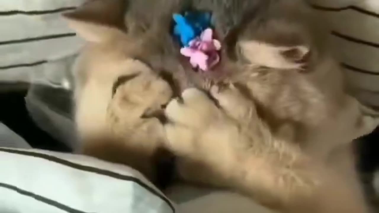 Cat 😺
