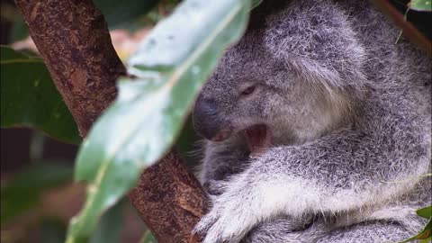 beautiful shots for animals