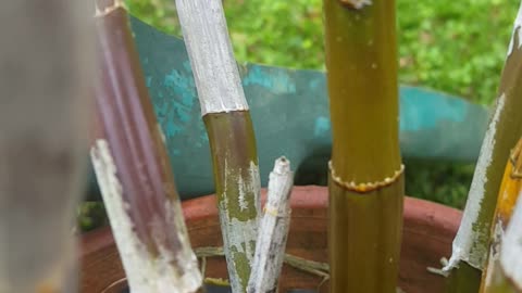 small yellow bamboo in my house pot