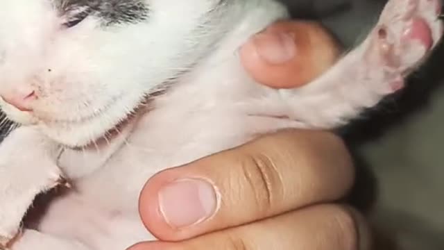 The cat Beautiful 😯😯😯