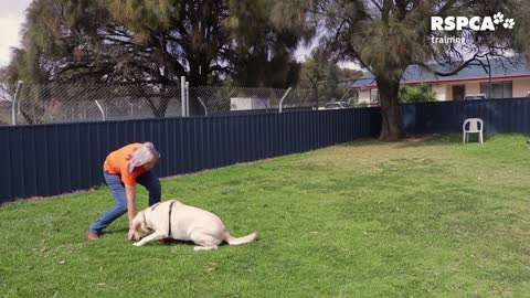 Dog training