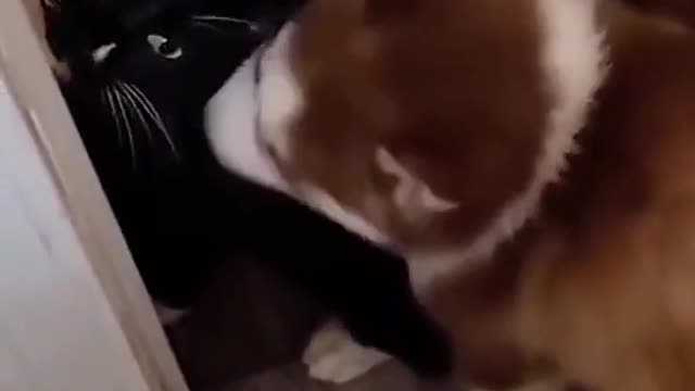 cat and dog battles # cat and dog contest