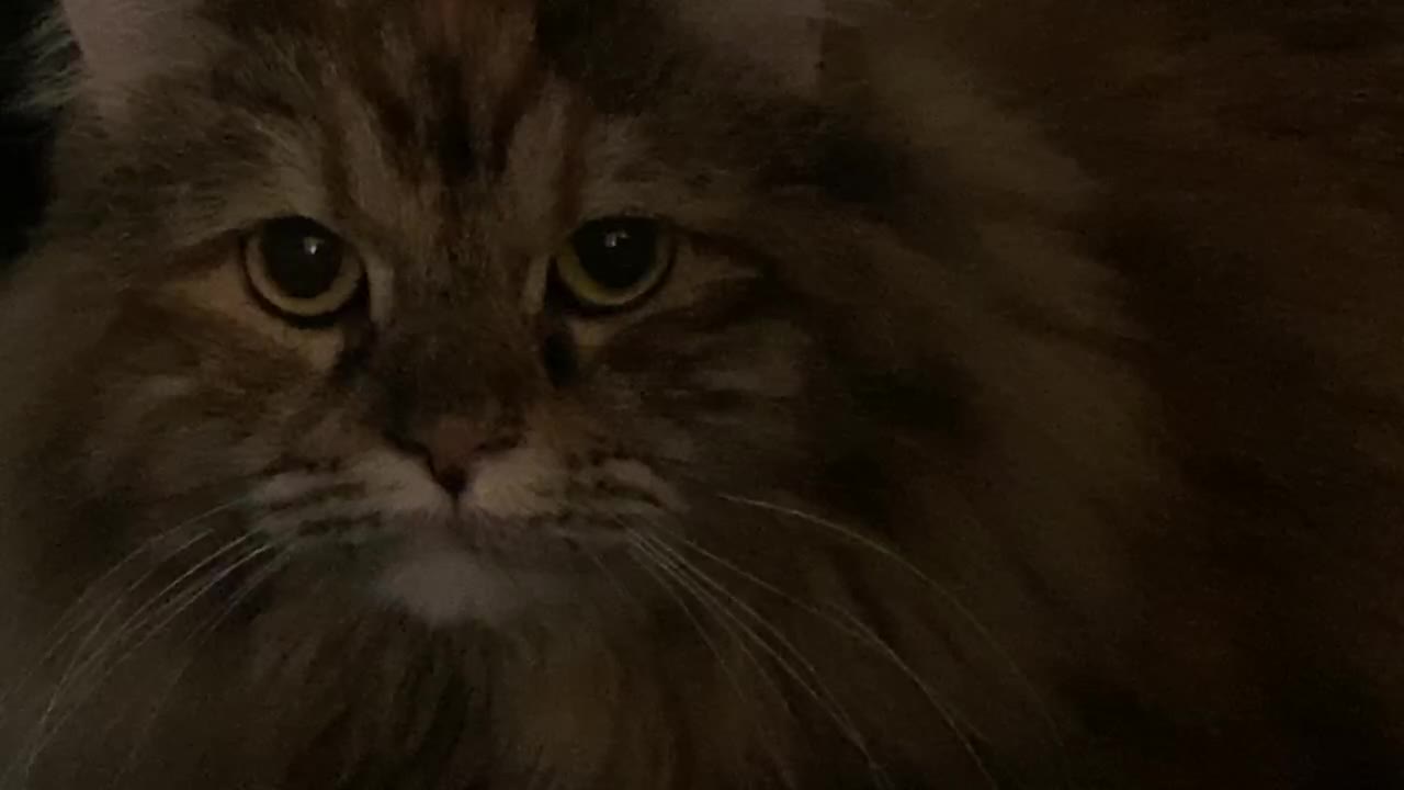 My cat that looks like a raccoon.