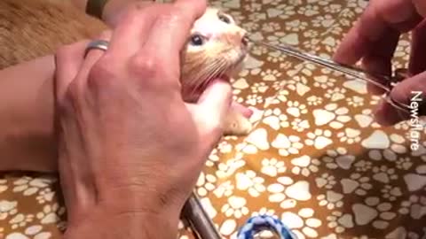 Huge Bug Stuck Inside Cat's Nose