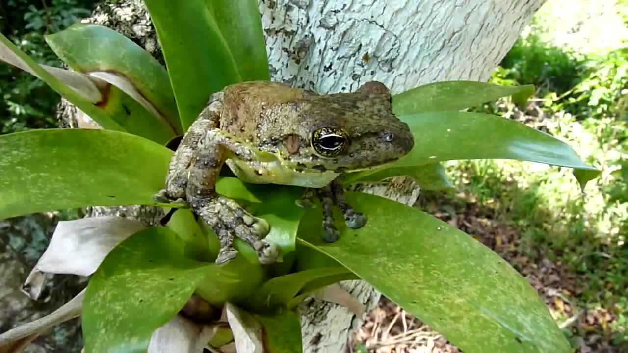 FROG IN BROMELIAD Wild Amphibious Brazilian