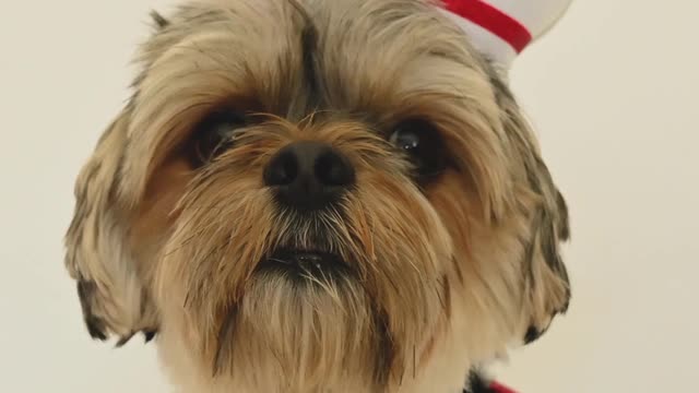 A cute dog wearing nurse costumes