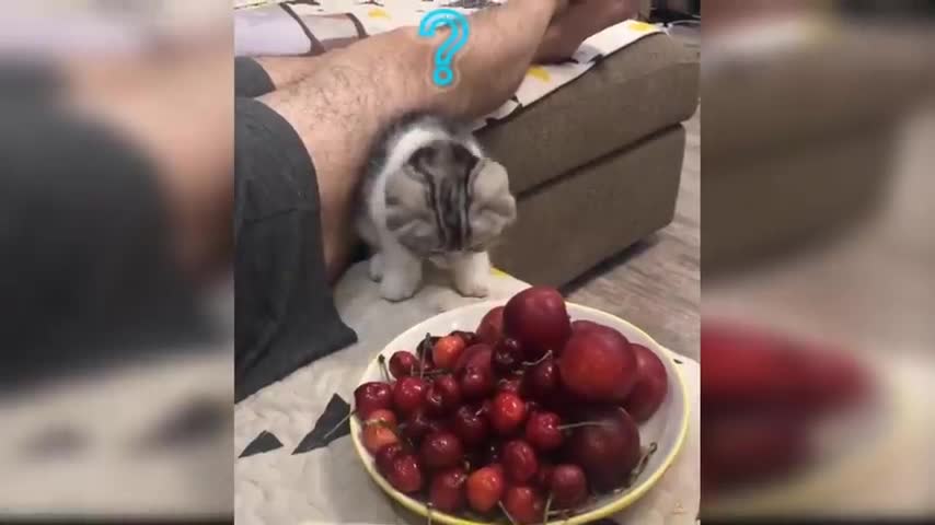 Baby Cats - Cute And Funny Baby Cats Compilation