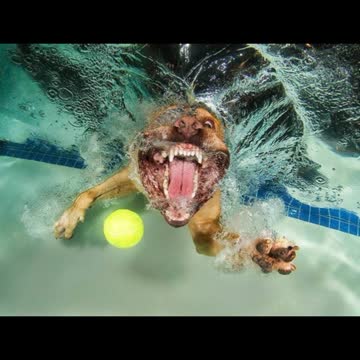 Creative Photographs Of Dogs Playing Underwater Fetch