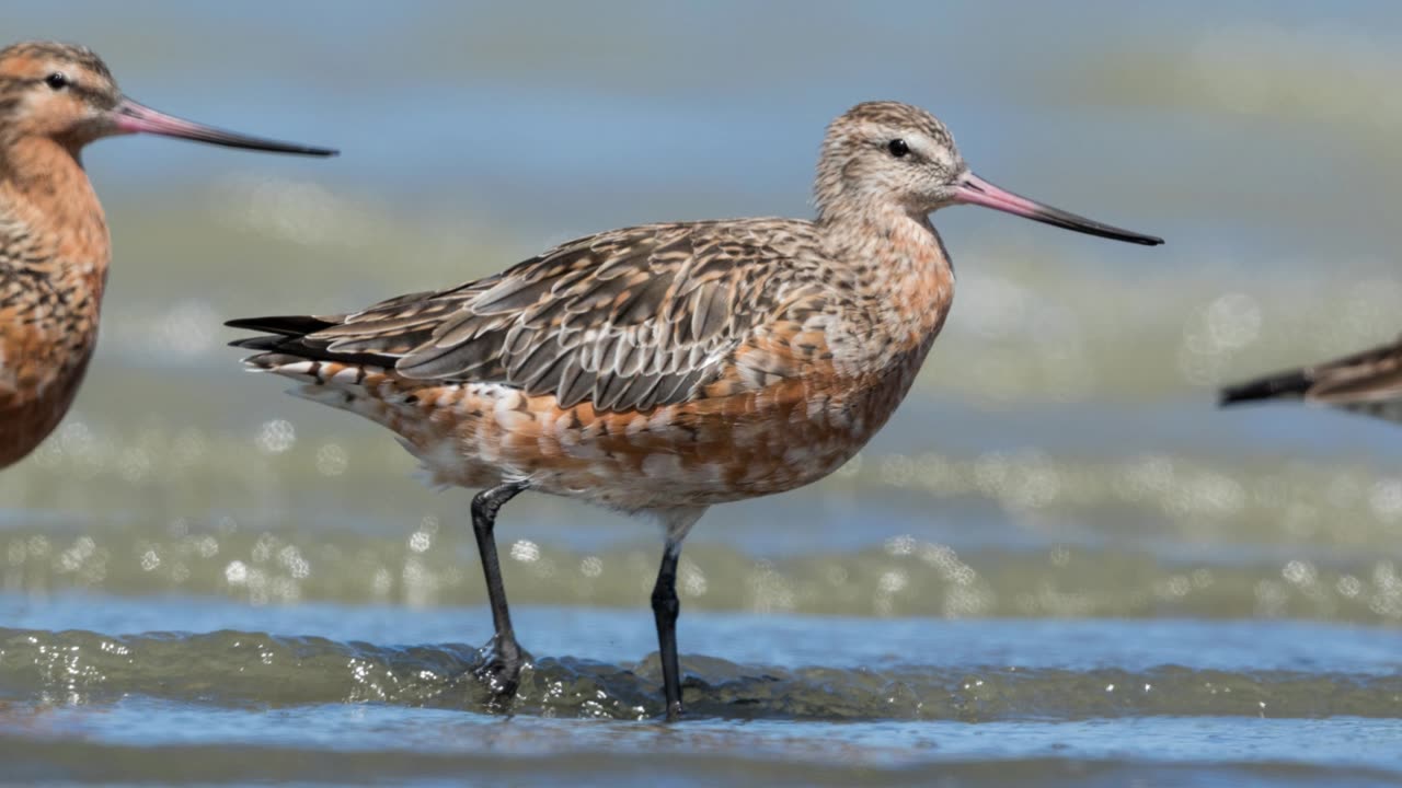 The Bar-Tailed Godwit: Close Up HD Footage (Limosa lapponica)