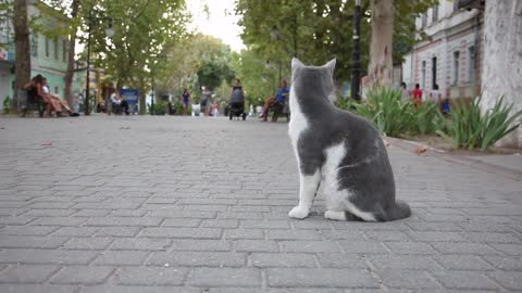 Beautiful cat waiting of a texi.