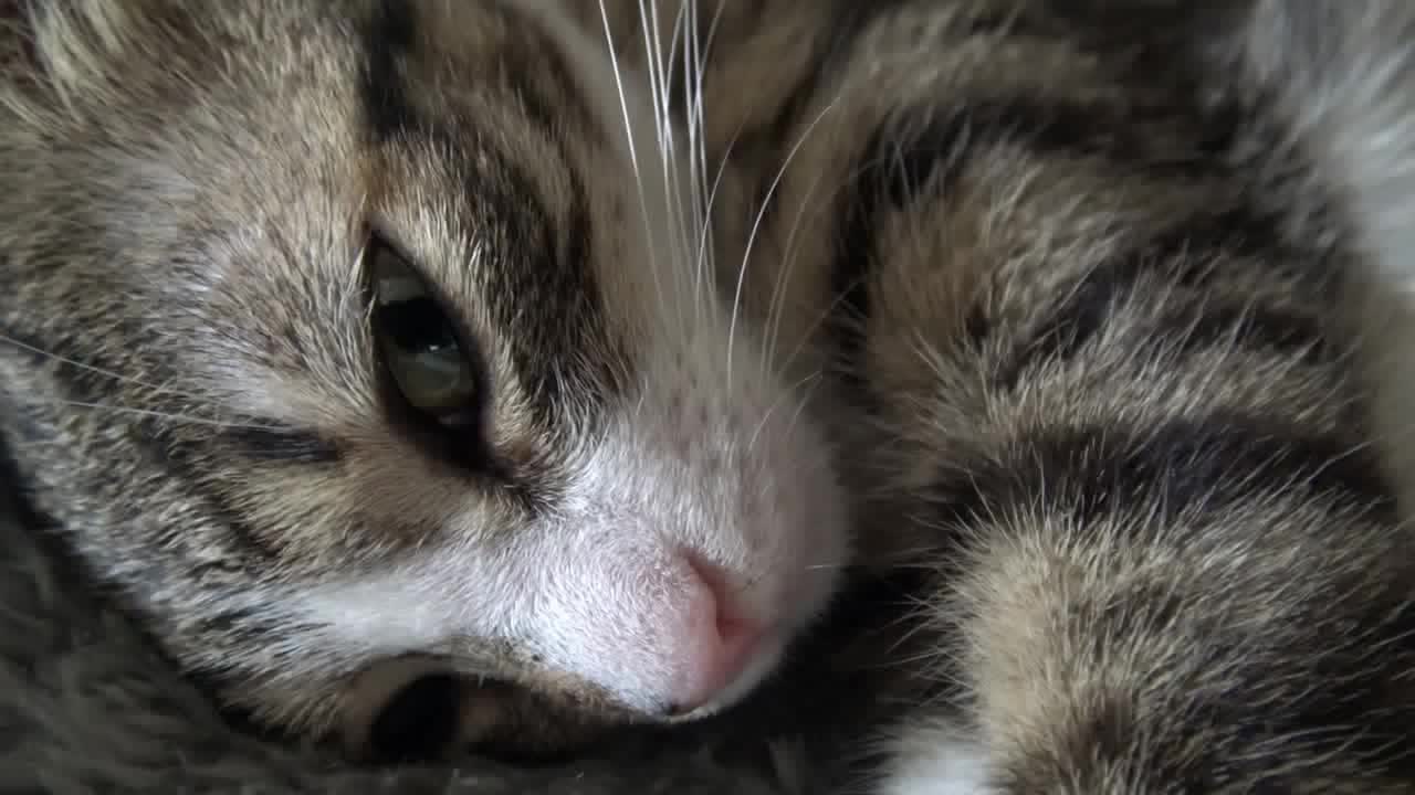 The Cute Sleepy Cat ASMR