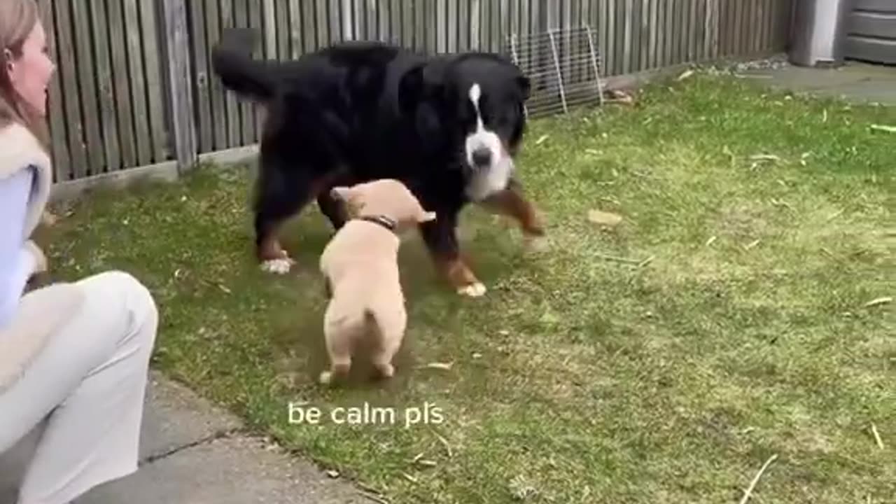 Golden Retriever Puppy meet a Big Dog