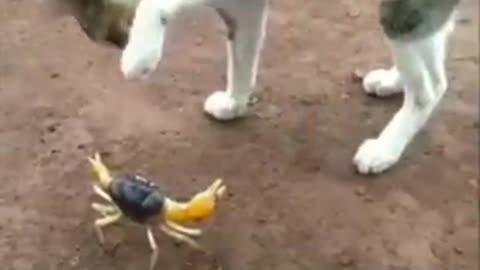 Funniest animals 🤣🤣 videos/// funny dogs 🐕 and cat 😺🐈