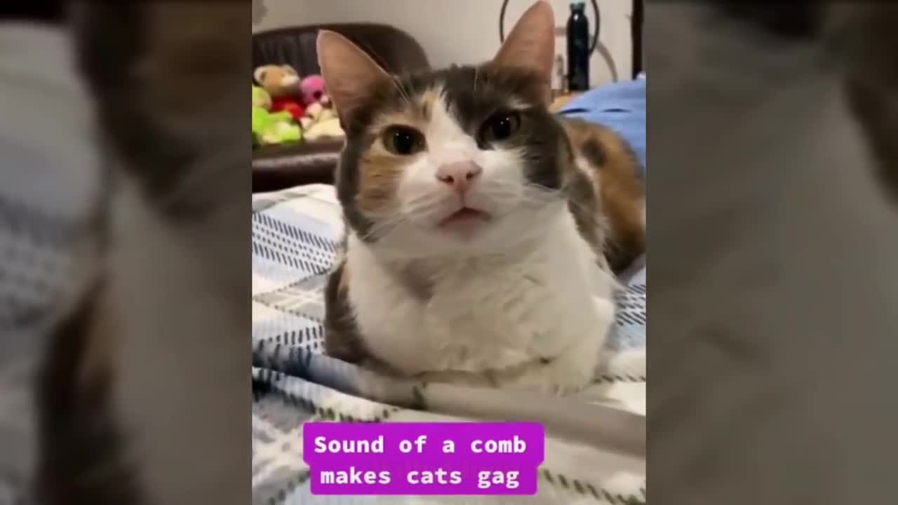 funny compilations of videos of cats and dogs 😹 to make you roll on the floor laughing kkkkk 2021