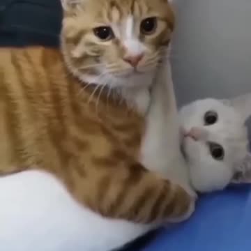 Cheating Cat caught by his love