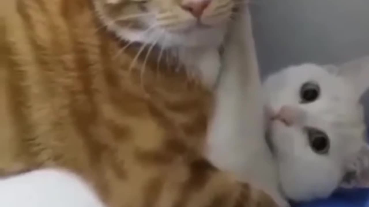 Cheating Cat caught by his love