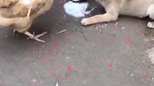 The puppy competes with the hen for food, and I have to say that the hen is still better.