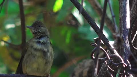 Beautiful Birds in Tree Branch
