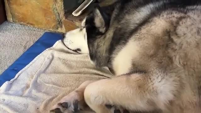 Trying to HELP My STUBBORN Husky Through a Heatwave!