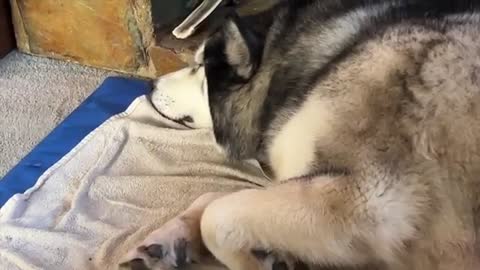Trying to HELP My STUBBORN Husky Through a Heatwave!