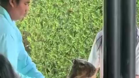 Capybara getting the full beauty treatment
