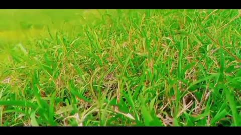 My First vlog My life Frist Video on YouTube