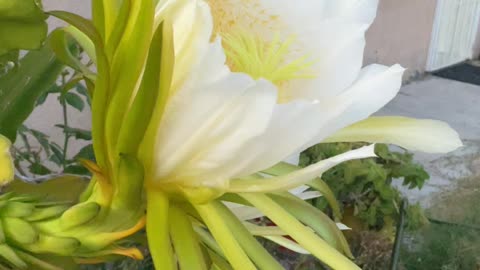 Dragon Fruit Beautiful Flower