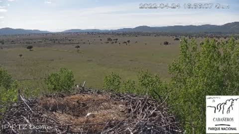 Una cámara registra la depredación de un nido de cigüeña por un águila real