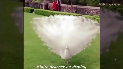 peacock Different Voice | Beautiful Birds power Of Nature 2021 Different Types of peacock