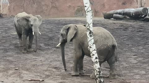 Elefants 🐘 fighting at Zoo Magdeburg 🐘