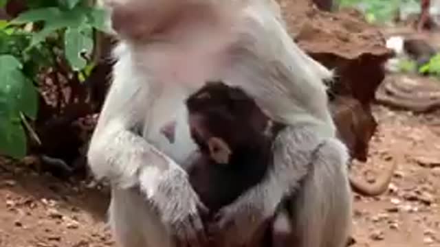 mankey nursing thare babies ##