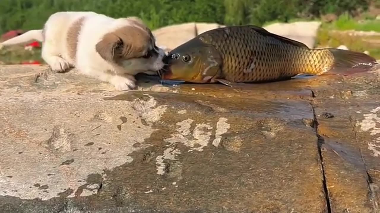 Fish and cat kiss