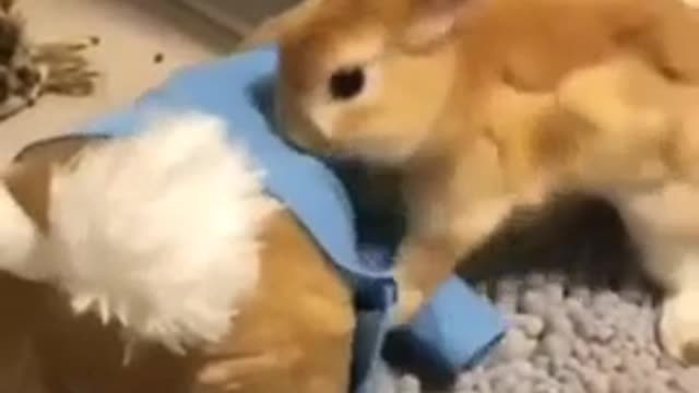 Cute Rabbit Wearing Jacket