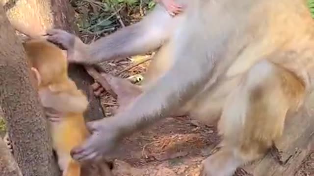 Monkey siblings wrestle