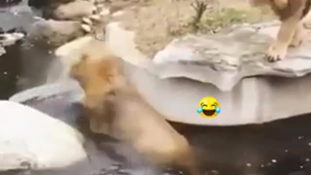 Funny Video showing A lion Falling Into A River By Mistake, what happen next?