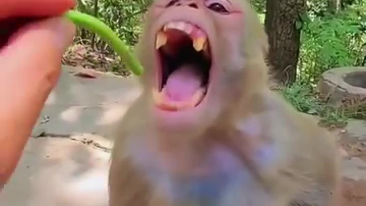 Funny monkey funny video