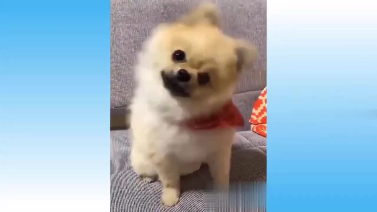 funny pets 😂