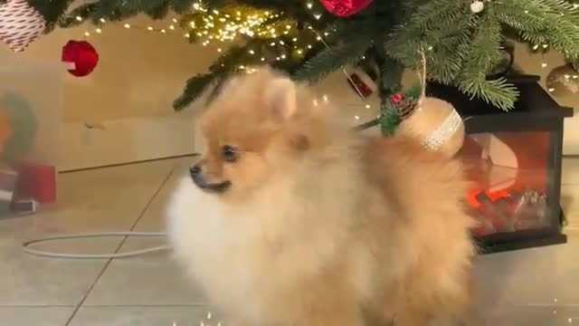 🐕DOG MAKE SANTA 🐕🎅