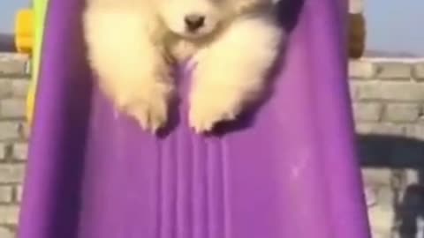 The dog is sliding on the swing