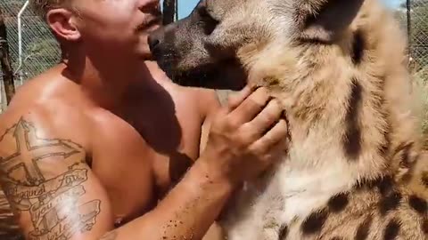 Despite their reputation, hyenas can be sweet and affectionate animals.