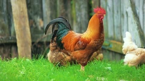 Rooster chicken of village