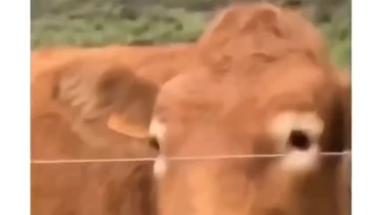 Playful Man Making Romantic Faces with a Cow – Unusual and Hilarious Moment!