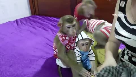 Cute monkey video.