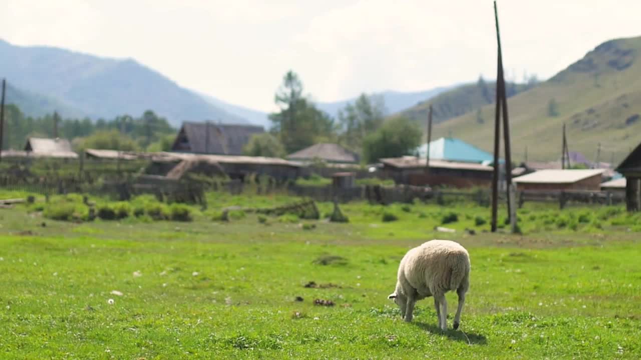 Herd of sheep in the mountains - The Tatra Mountains, Slovakia