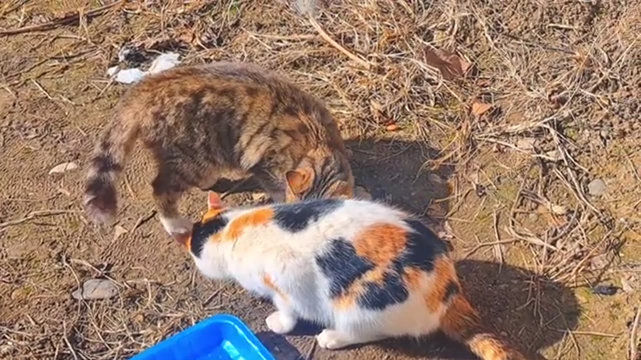 Kitten is playing. Cute Cat and Cute Kitten.