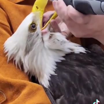 Eagles Life Saved ❤️🦅