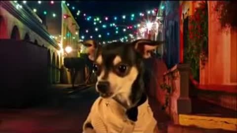 Funny dog singing
