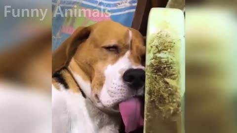 Funny videos with animals.. ;)