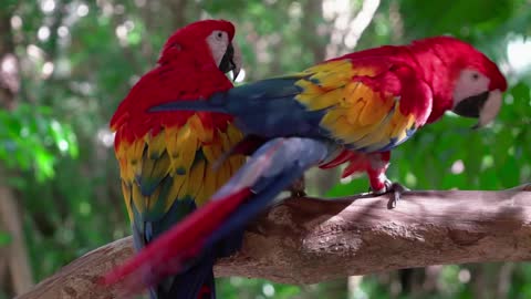 Pet a Parrot