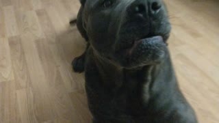 Cane Corso Blue Brindle